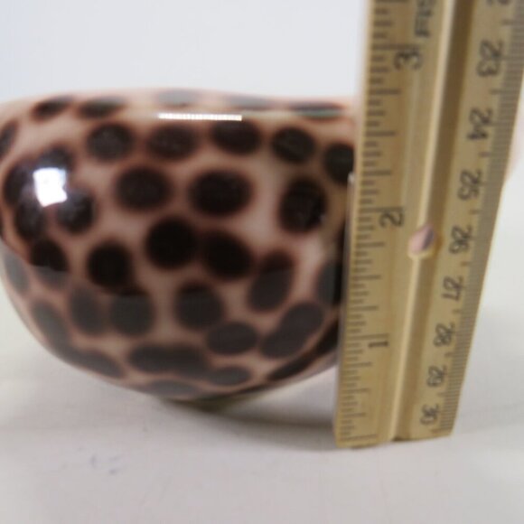 Ceramic Sea Shell Dish - Planter Cowrie Shell Brown Spotted - Picture 8 of 14